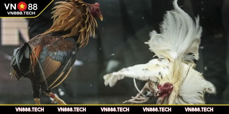 Luật chơi đá Thomo và những quy định