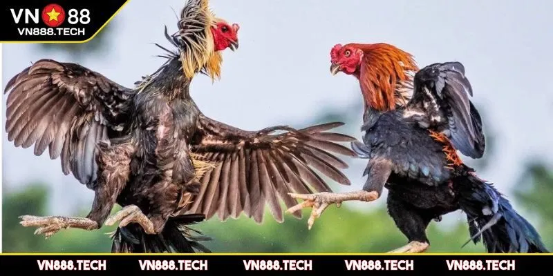 Bí kíp thi đấu và kinh nghiệm từ sư kê lão làng