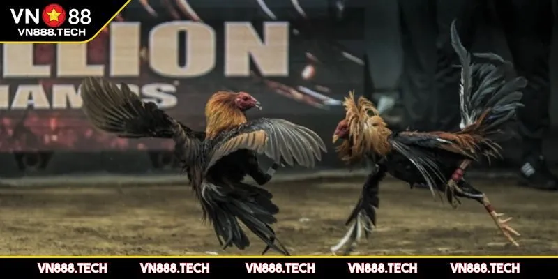 Cách tham gia và trải nghiệm đá gà hiệu quả tại VN88 