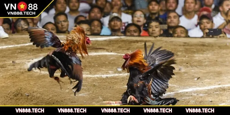 Chất lượng các trận đấu đỉnh cao 