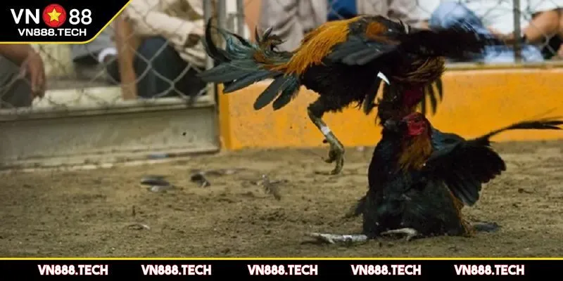 Xây dựng cộng đồng người chơi đá gà VN88 lớn mạnh